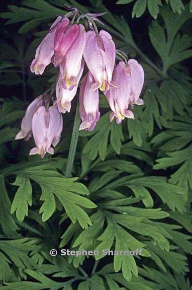 dicentra formosa 2 graphic